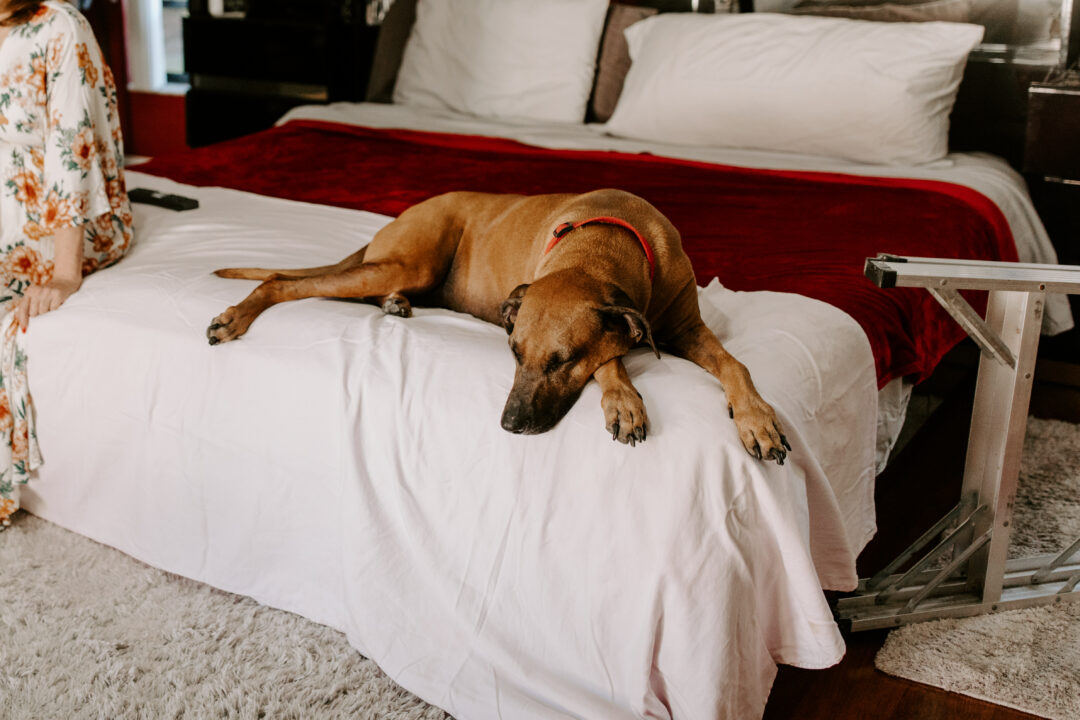 Miami Bohemian Elopement Wedding The Creative's Loft Dog Laying in bed